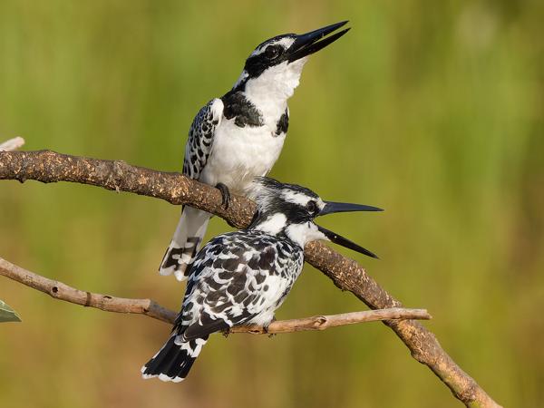 <h3><a href="/trips/gambia/biota/animalia/chordata/aves/037 coraciiformes/003 alcedinidae/ceryle rudis/ceryle rudis-nl.html">Ceryle&nbsp;rudis</a> / Pied&nbsp;kingfisher / Bonte&nbsp;ijsvogel</h3>OM-1 Mark II met OLYMPUS M.150-400mm F4.5, 1/2500 sec  bij F8.0, ISO 2000, afstand 18.8&nbsp;m